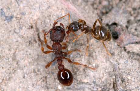 Graue Trockenrasen-Wegameise  (Lasius alienus) - © Gernot Kunz